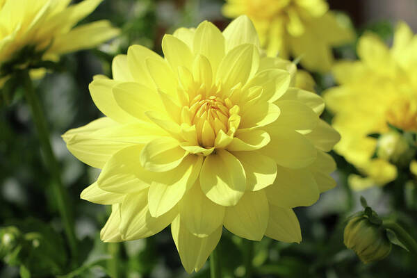 Yellow Art Print featuring the photograph XXL Durango Dahlia 001 by DiDesigns Graphics