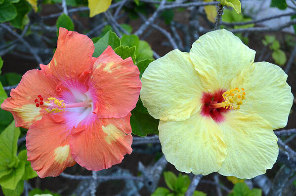 Flower Art Print featuring the photograph Yellow and Orange Hibiscus Flowers by Amy Fose