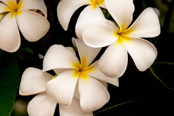 Yellow And White Plumeria Flower Frangipani Art Print featuring the photograph Yellow and White Plumeria by Brian Harig