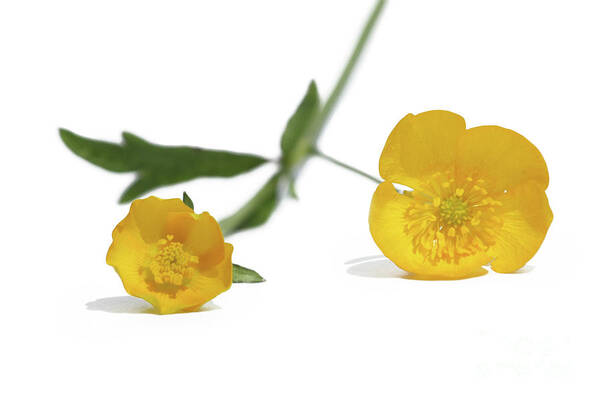 Bright Yellow Art Print featuring the photograph Yellow Buttercups by Terri Waters