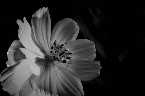 Flower Art Print featuring the photograph Yellow-BW-1 by Fabio Giannini