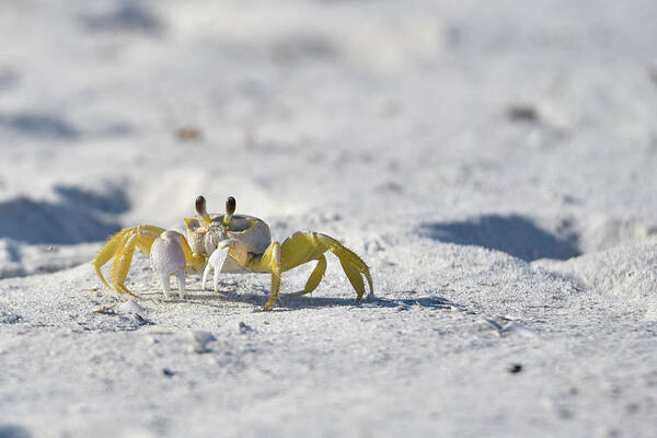 Crab Art Print featuring the photograph Yellow Crab by Artful Imagery