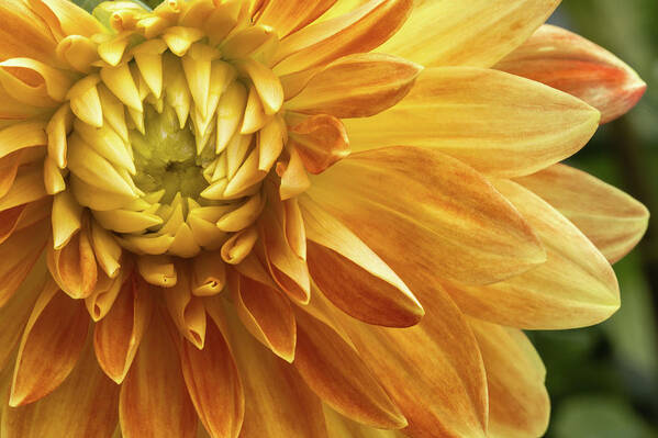 Flowers Art Print featuring the photograph Yellow Dahlia by Carol DeGuiseppi