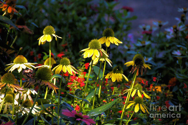  Art Print featuring the photograph Yellow Daisies and other small red flowers by David Frederick