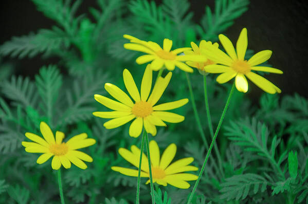 Yellow Art Print featuring the photograph Yellow Daisys by Bill Cannon