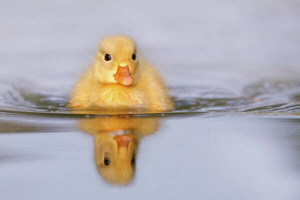 Duckling Art Print featuring the photograph Yellow Duckling in Blue Water by Roeselien Raimond