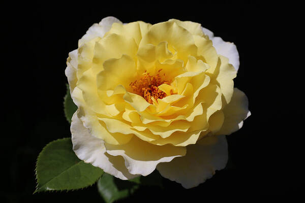 Rose Art Print featuring the photograph Yellow Enchantment Rose by Tammy Pool