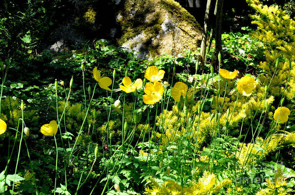 Flowers Art Print featuring the photograph Yellow Flowers Bathing in the Sun by Tatyana Searcy