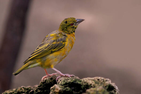 Bird Art Print featuring the photograph Yellow-green Vireo by Rona Black
