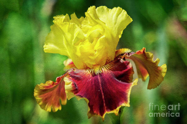Yellow Art Print featuring the photograph Yellow Iris by Craig Leaper