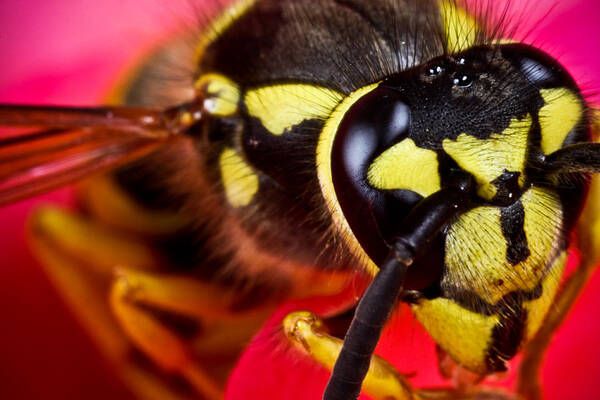 ryankellyphotography@gmail.com Art Print featuring the photograph Yellow Jacket by R K