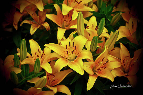 Yellow Lilies Photographs Art Print featuring the photograph Yellow Lilies by Joann Copeland-Paul
