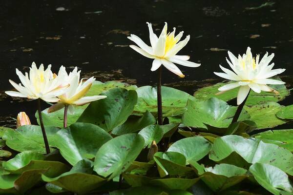 Yellow Water Lilies Art Print featuring the photograph Yellow Water Lilies by Mary Ann Artz