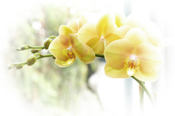 Orchid Art Print featuring the photograph Yellow Moth Orchids in the Sun by Carol Senske