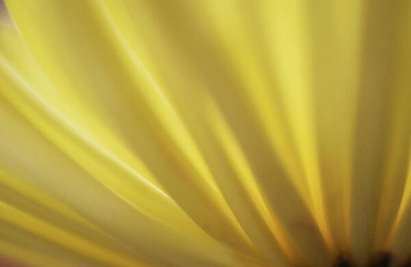 Photograph Art Print featuring the photograph Yellow Mum Petals #13 by Larah McElroy