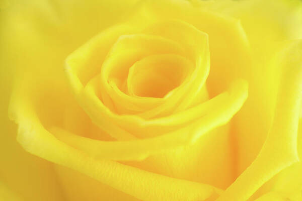 Yellow Rose Art Print featuring the photograph Yellow Rose by Andy Myatt