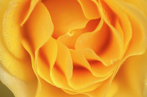 Flower Art Print featuring the photograph Yellow rose of Texas by Usha Peddamatham