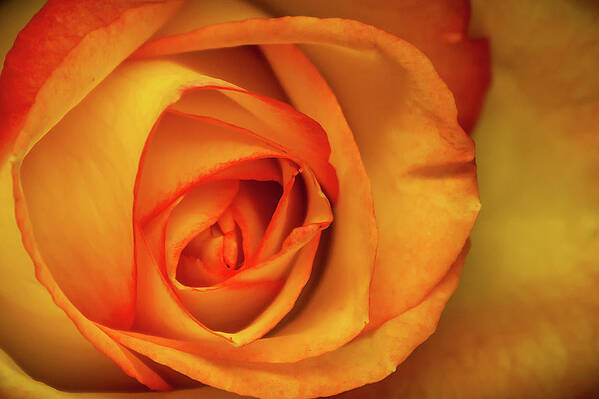 Bloom Art Print featuring the photograph Yellow Rose by Ron Pate