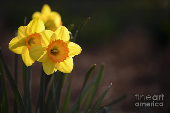 Flower Art Print featuring the photograph Yellow Spring Daffodils by Andrea Silies