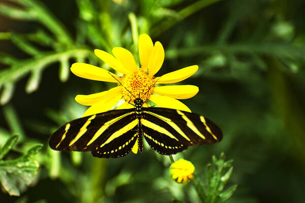 Butterfly Art Print featuring the photograph Yellow Stripes on Yellow Flower by Richard Henne