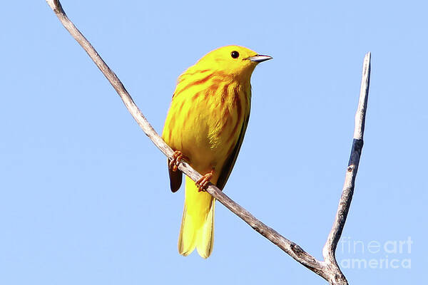 Yellow Warbler Art Print featuring the photograph Yellow Warbler #1 by Marle Nopardi