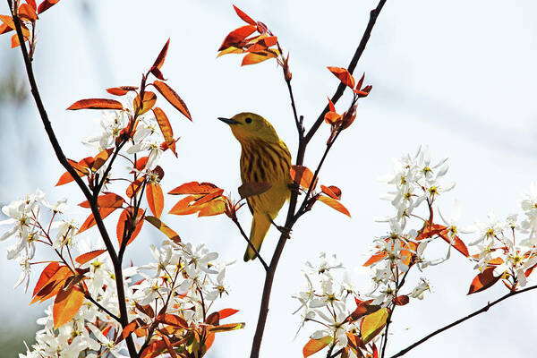 Yellow Warbler Art Print featuring the photograph Yellow Warbler by Debbie Oppermann