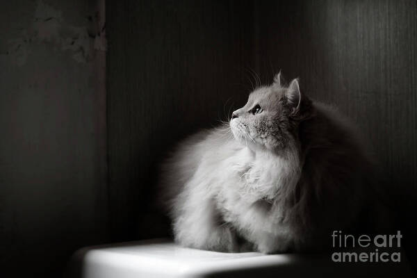 Cat Art Print featuring the photograph Yet another rainy day by Giuseppe Esposito