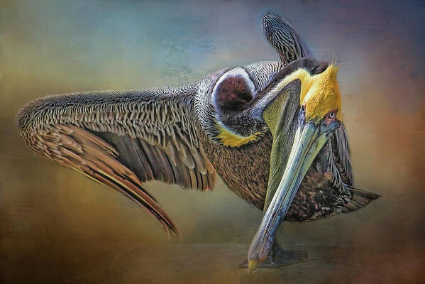 Brown Pelican Art Print featuring the photograph Yoga Master by HH Photography of Florida