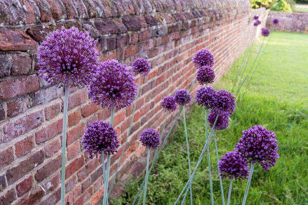 Allium Art Print featuring the photograph Yorktown Onions Along the Wall by Nancy Comley