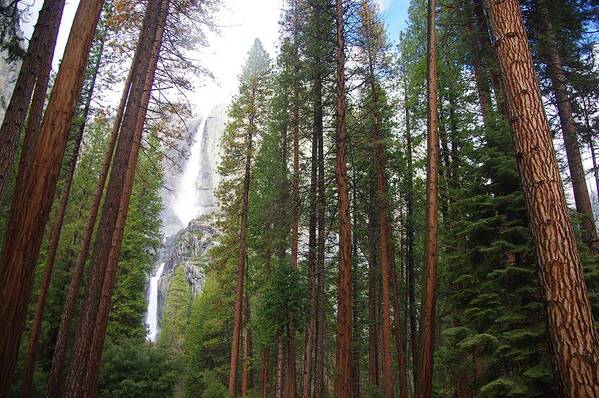 Yosemite Falls Art Print featuring the photograph Yosemite Falls B by Phyllis Spoor