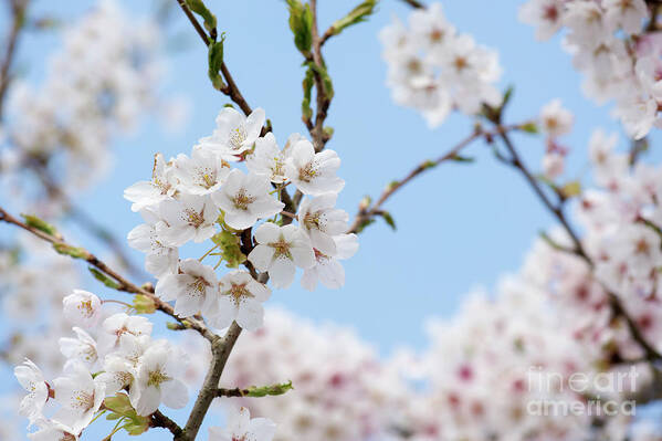 Prunus Yedoensis Art Print featuring the photograph Yoshino Cherry Blossom by Tim Gainey