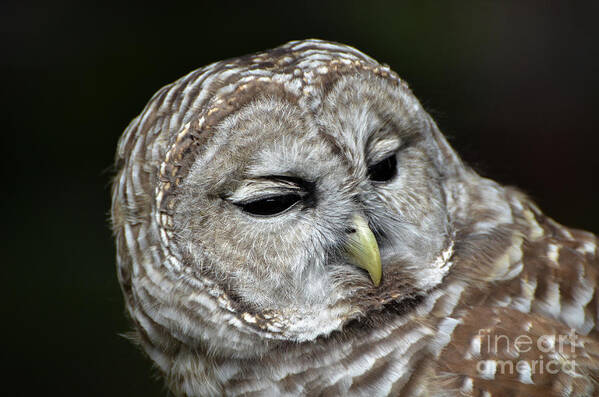 Barred Owl Owl Art Print featuring the photograph You Mean Whom? by Amy Porter