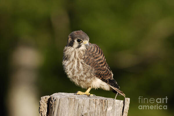 Birds Art Print featuring the photograph Young American Kestrel by Randy Bodkins