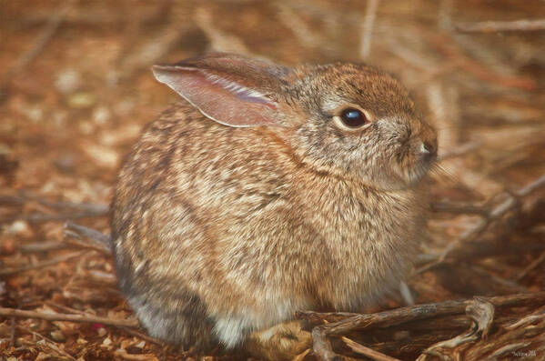 Rabbit Art Print featuring the photograph Young Cottontail in the Morning by Teresa Wilson