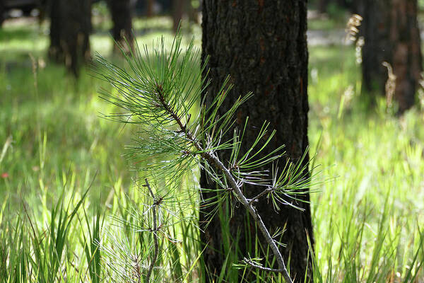 Nature Art Print featuring the photograph Young Pine in the Woods by Laurel Powell