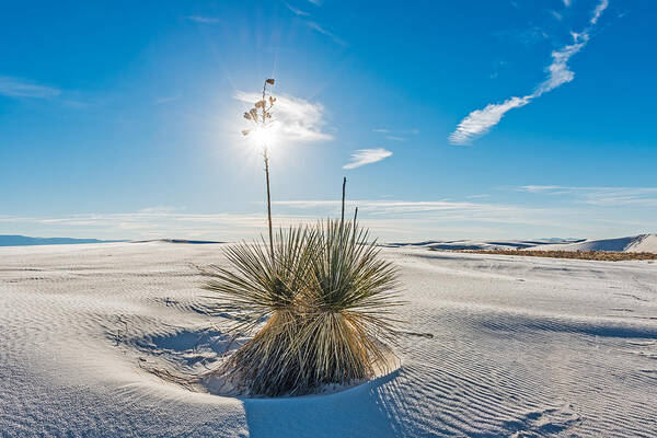 White Art Print featuring the photograph Yucca Sunburst - White Sands National Monument Photograph by Duane Miller