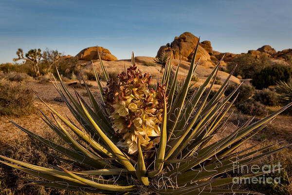 Joshua Tree National Park Art Print featuring the photograph Yucca Bloom by Patti Schulze