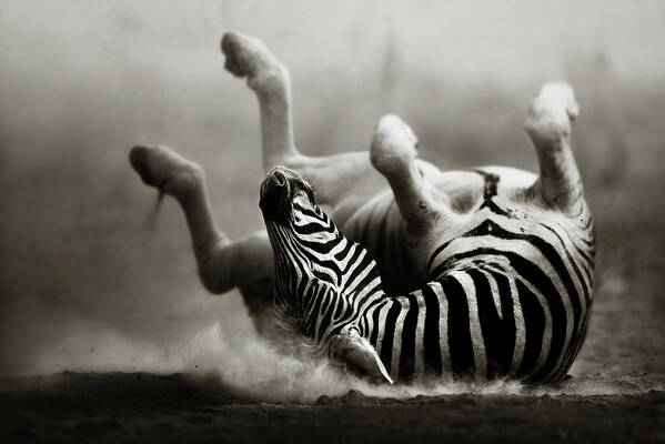 #faatoppicks Art Print featuring the photograph Zebra rolling by Johan Swanepoel