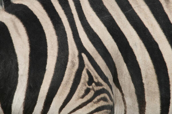 Zebra Art Print featuring the photograph Zebra Stripes by Bruce J Robinson
