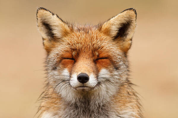 Red Fox Art Print featuring the photograph Zen Fox Red Fox Portrait by Roeselien Raimond