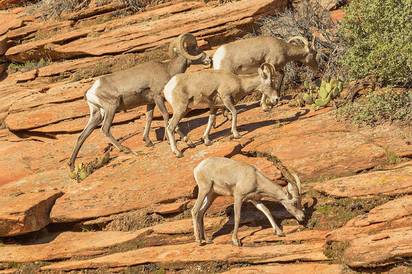 Sheep Art Print featuring the photograph Zion Big Horn Sheep by Peter J Sucy