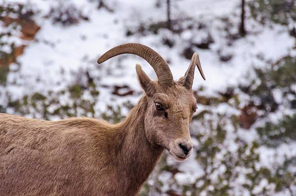 Bighorn Art Print featuring the photograph Zion Bighorn Sheep close-up by Gaelyn Olmsted