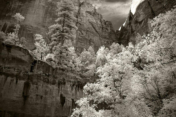 Desert Art Print featuring the photograph Zion by Mike Irwin