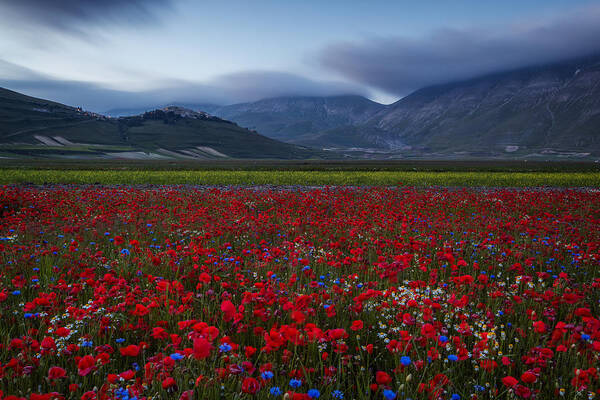 Castelluccio
Flowering
Sibillini
Umbria Art Print featuring the photograph ... And Then Night Falls by Sergio Barboni