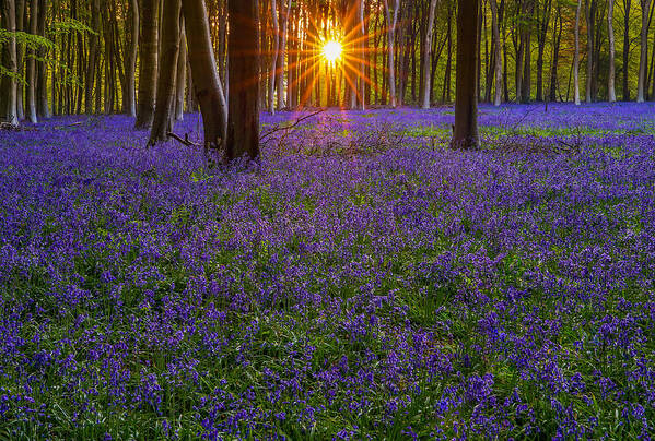 English Art Print featuring the photograph A beautiful sunrise between bluebells in Micheldever forest, England. #1 by George Afostovremea
