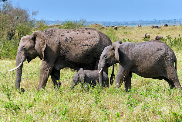Kenya Art Print featuring the photograph African Elephants, Masai Mara , Kenya #1 by Nico Tondini