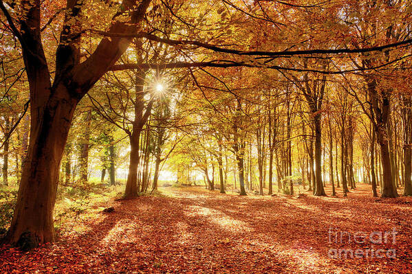 Woodland Art Print featuring the photograph Amazing forest colours in autumn fall #1 by Simon Bratt