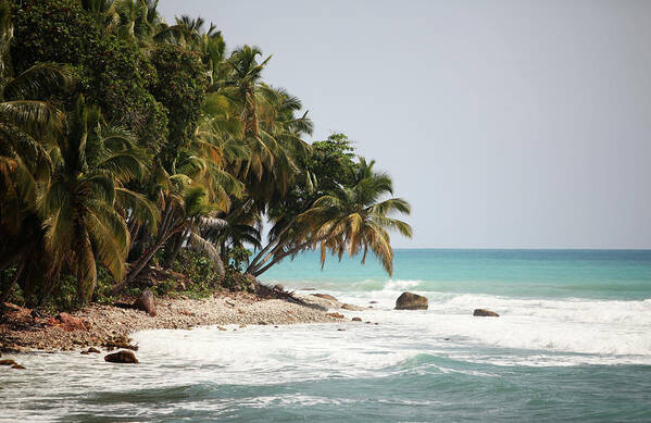 Tropical Tree Art Print featuring the photograph Beach In Haiti #1 by 1001nights