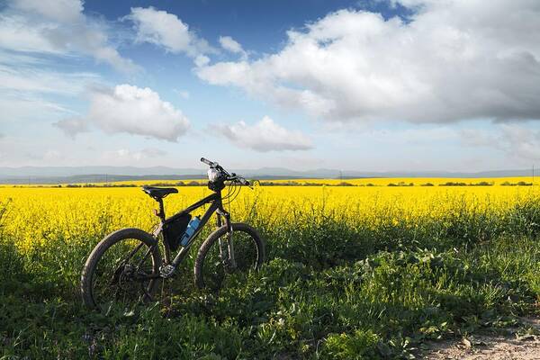 Landscape Art Print featuring the photograph Black Male Bike On Blooming Yellow #1 by Ivan Kmit