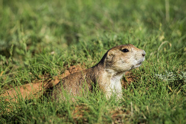 Prairie Dog Art Print featuring the photograph Black-Tailed Prairie Dog #1 by Donald Pash